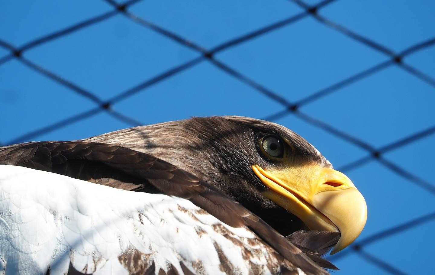 Steller's sea eagle (Haliaeetus pelagicus), 2023-05-31