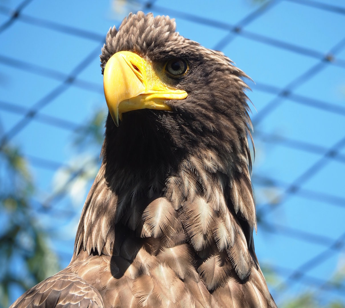 Steller's sea eagle (Haliaeetus pelagicus), 2023-05-31