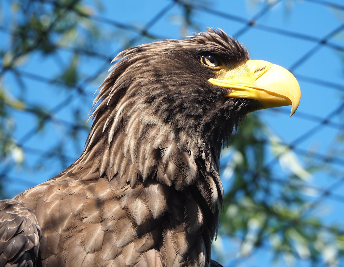 Steller's sea eagle (Haliaeetus pelagicus), 2023-05-31