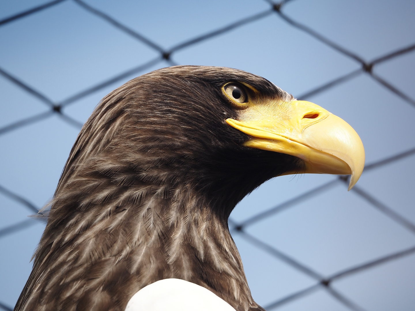 Steller's sea eagle (Haliaeetus pelagicus), 2024-04-14
