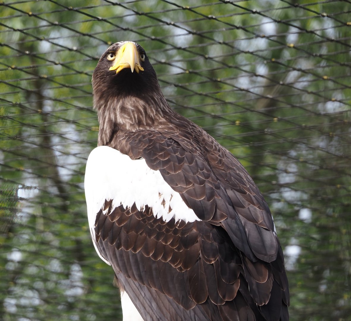 Steller's sea eagle (Haliaeetus pelagicus), 2024-04-14