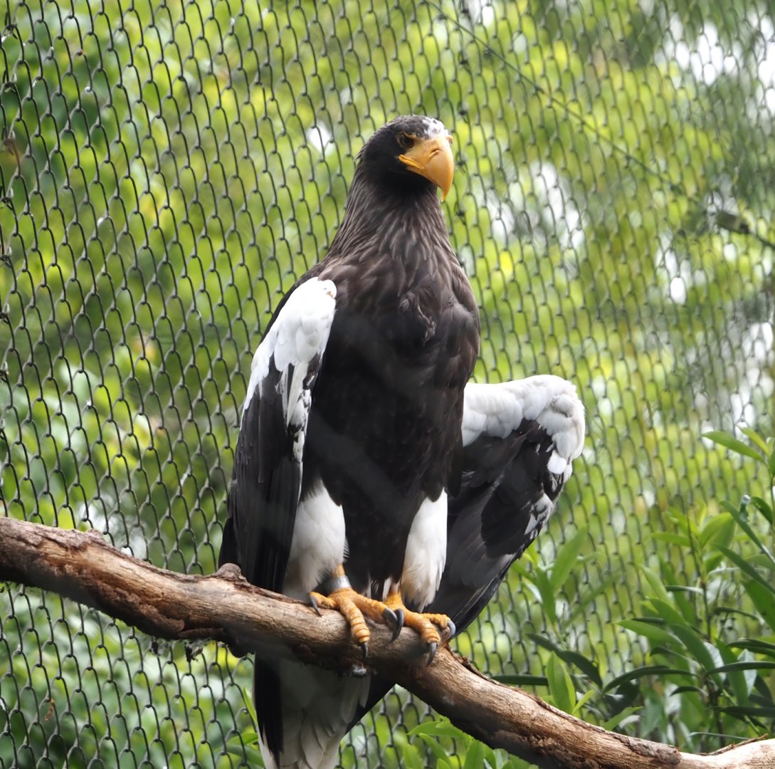 Steller's sea eagle  (Haliaeetus pelagicus), 2024-05-21