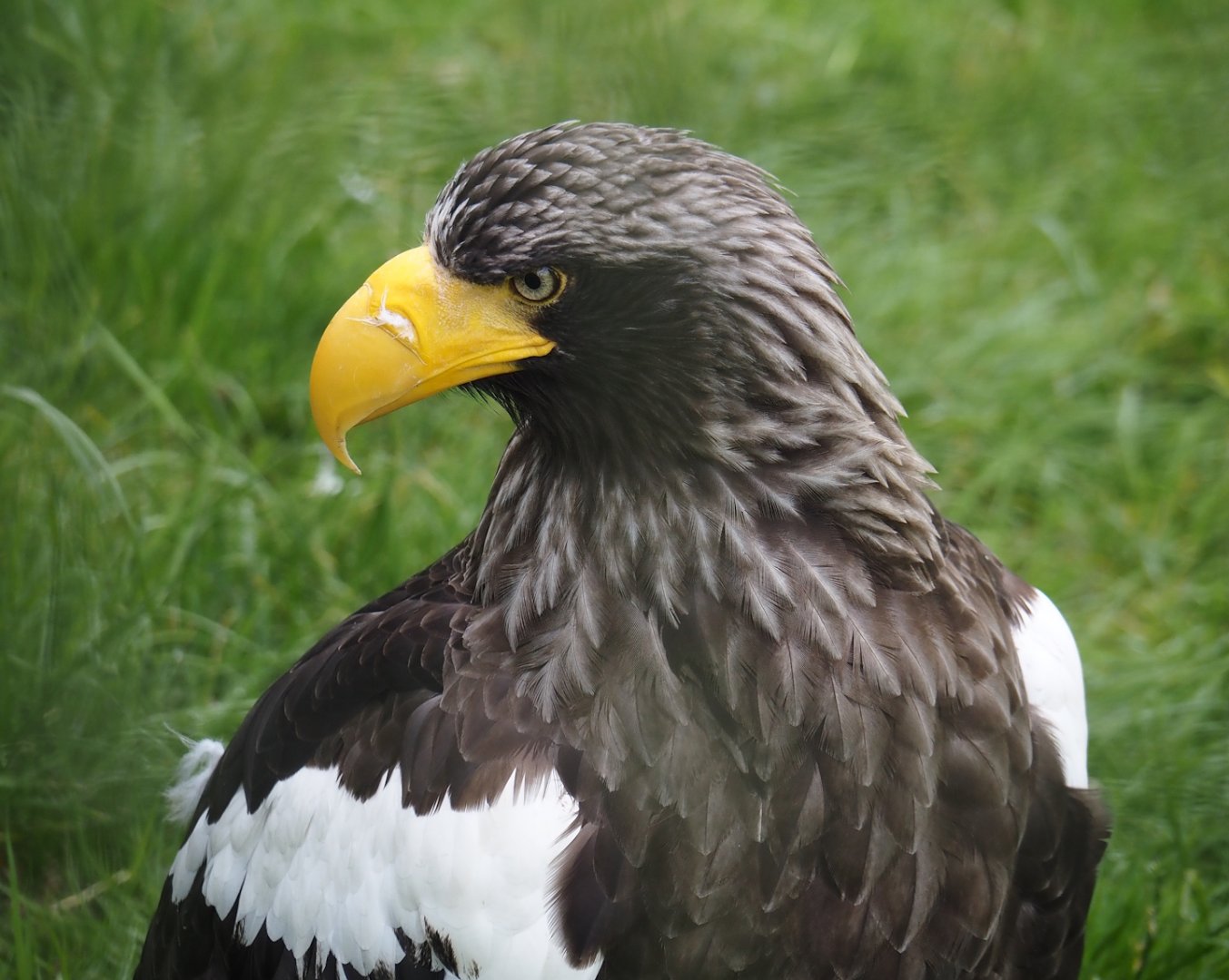 Steller's sea eagle (Haliaeetus pelagicus), 2024-06-30