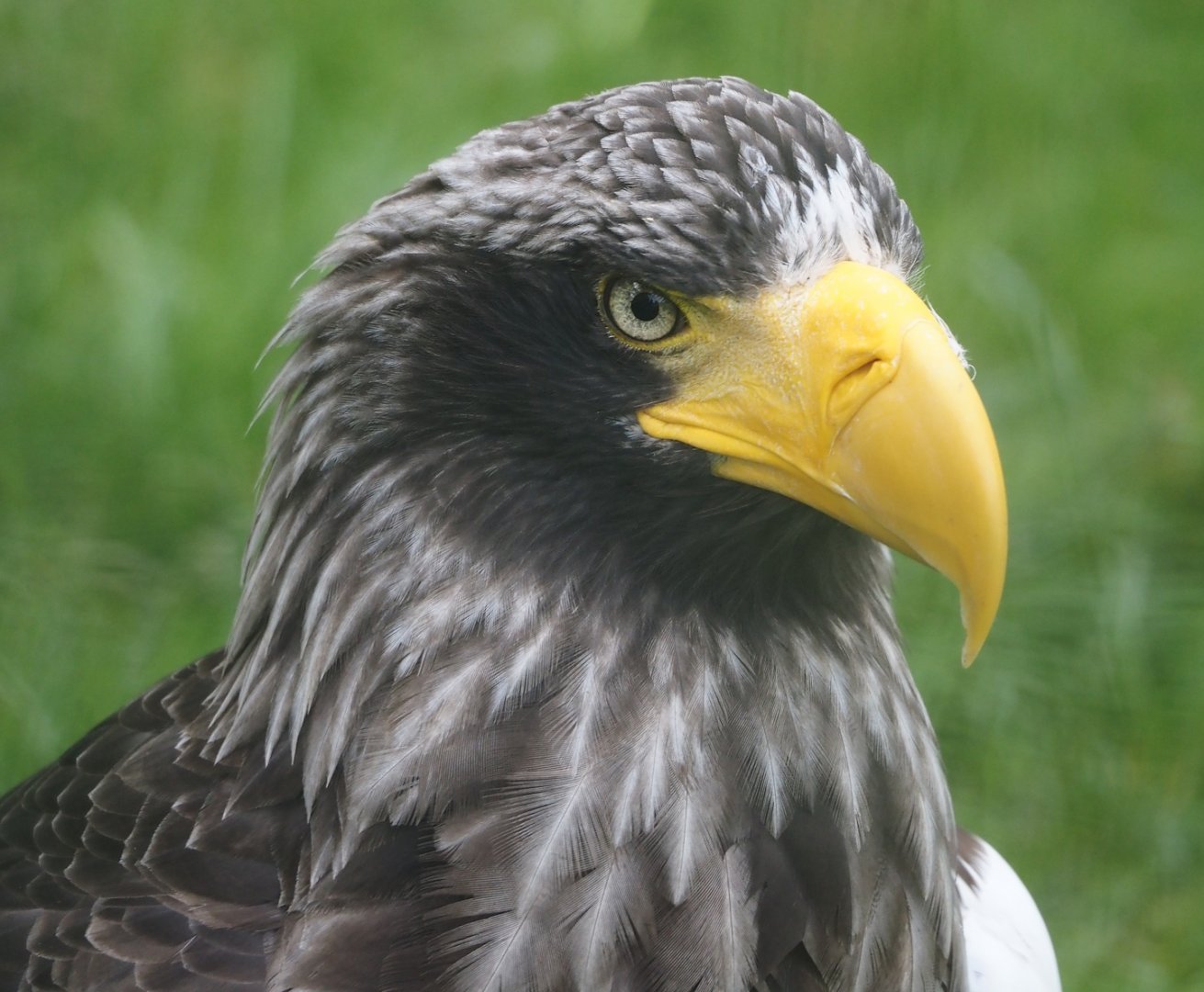 Steller's sea eagle (Haliaeetus pelagicus), 2024-06-30