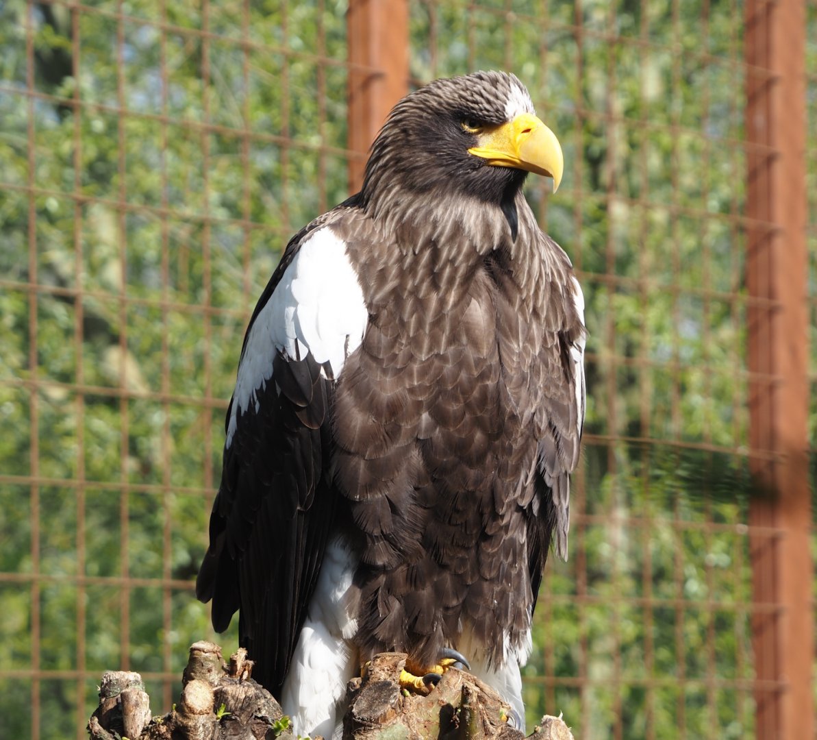 Steller's sea eagle (Haliaeetus pelagicus), 2025-04-12