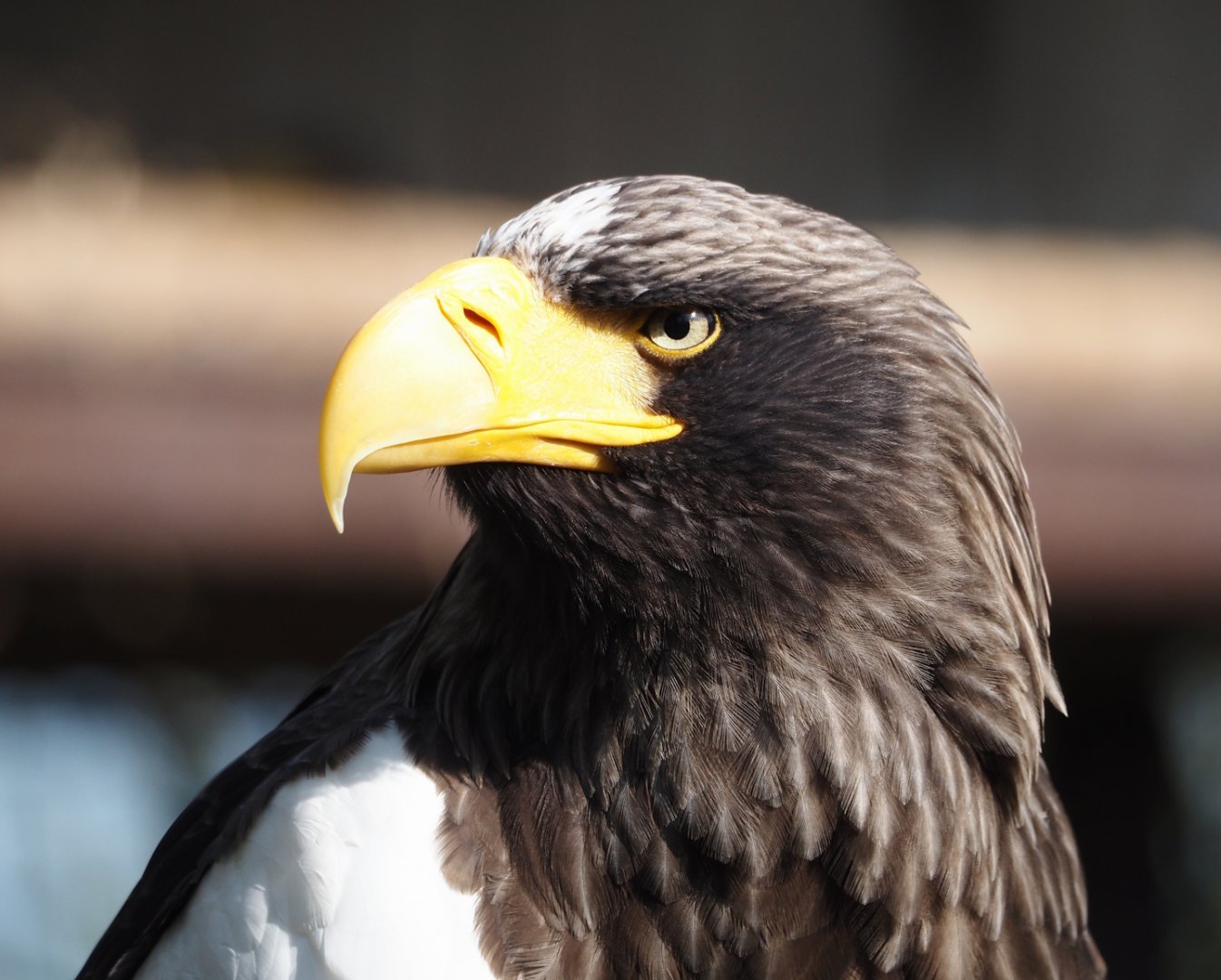 Steller's sea eagle (Haliaeetus pelagicus), 2025-04-12