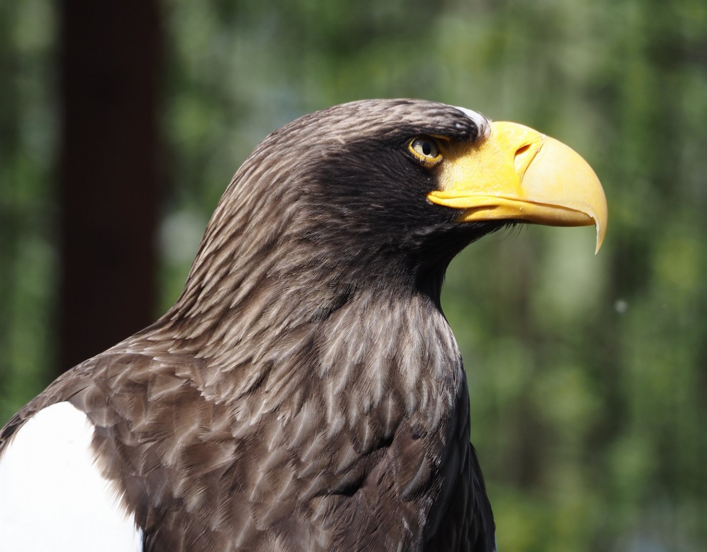 Steller's sea eagle (Haliaeetus pelagicus), 2025-04-12