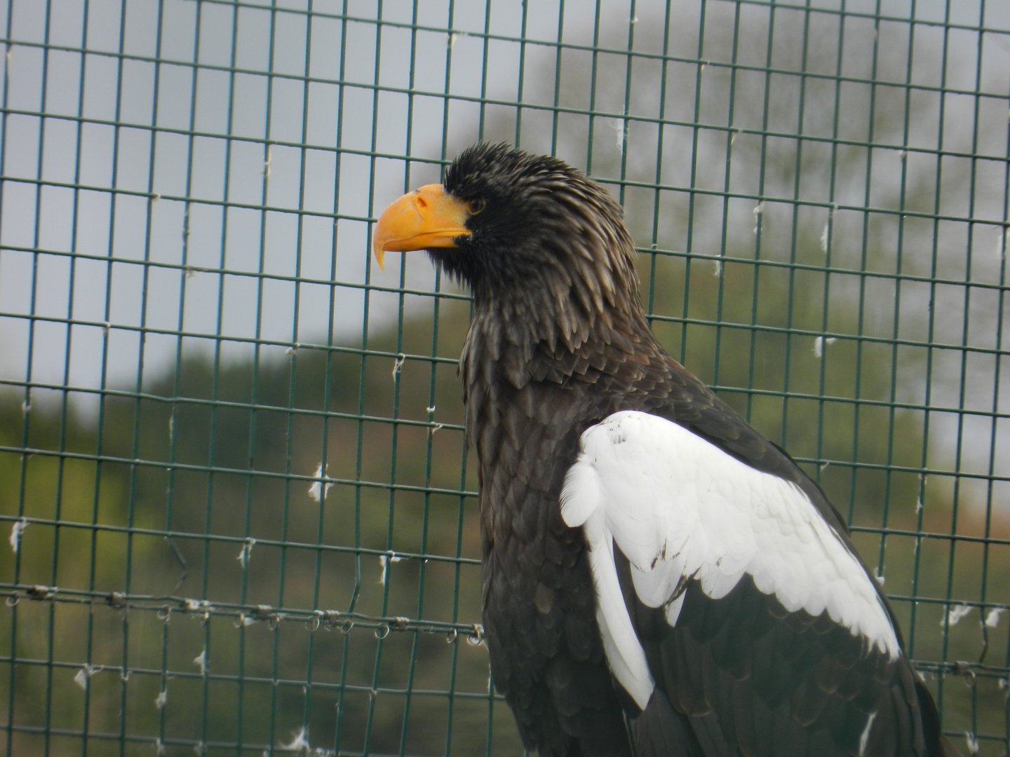 Steller's Sea Eagle (Haliaeetus Pelagicus) at Noah's Ark Zoo Farm, England