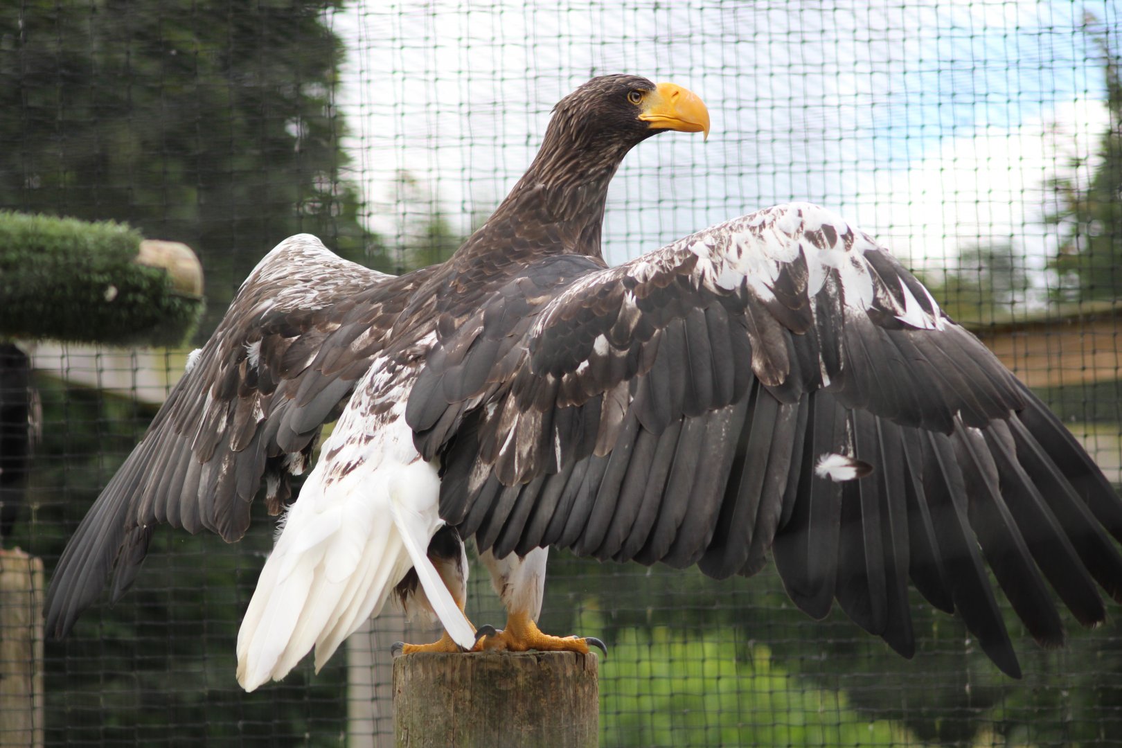 Steller's sea eagle (Haliaeetus pelagicus) at Tayto Park - 10/08/2021