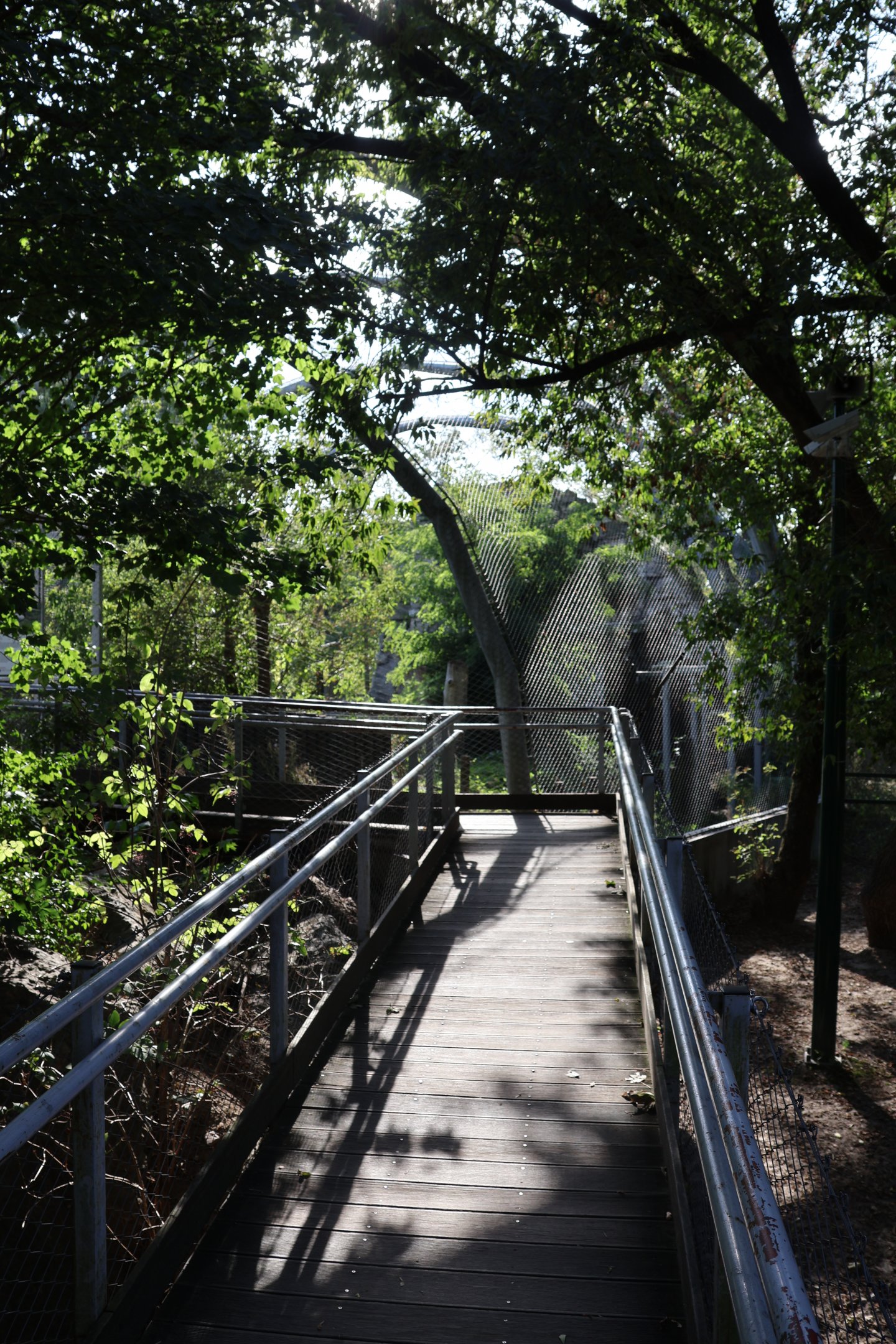 Steller's Sea eagle (Haliaeetus pelagicus) aviary