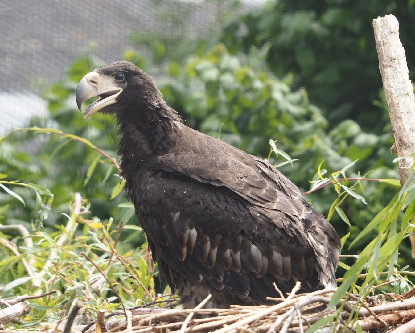 Steller's sea eagle (Haliaeetus pelagicus) chick, 2025-06-09
