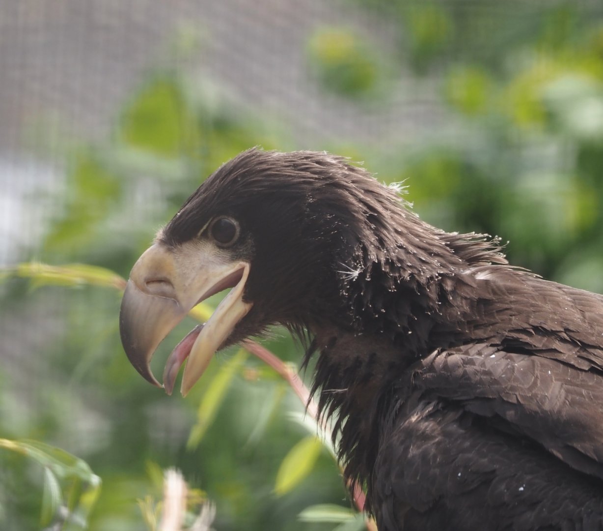 Steller's sea eagle (Haliaeetus pelagicus) chick, 2025-06-09