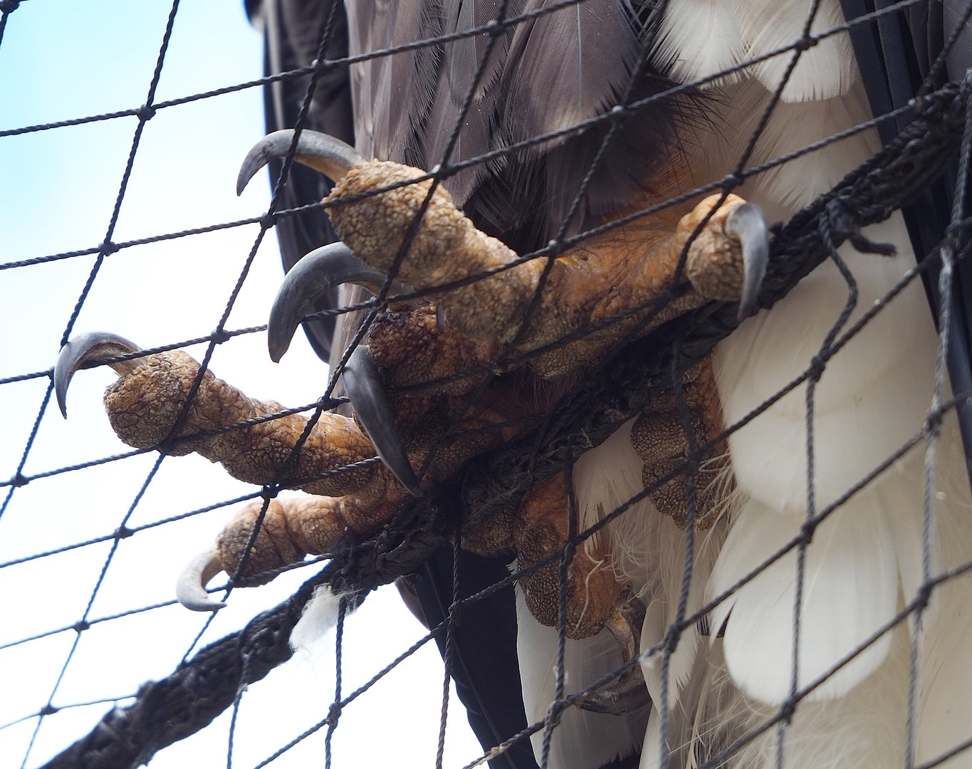Steller's sea eagle (Haliaeetus pelagicus) feet, 2022-08-28