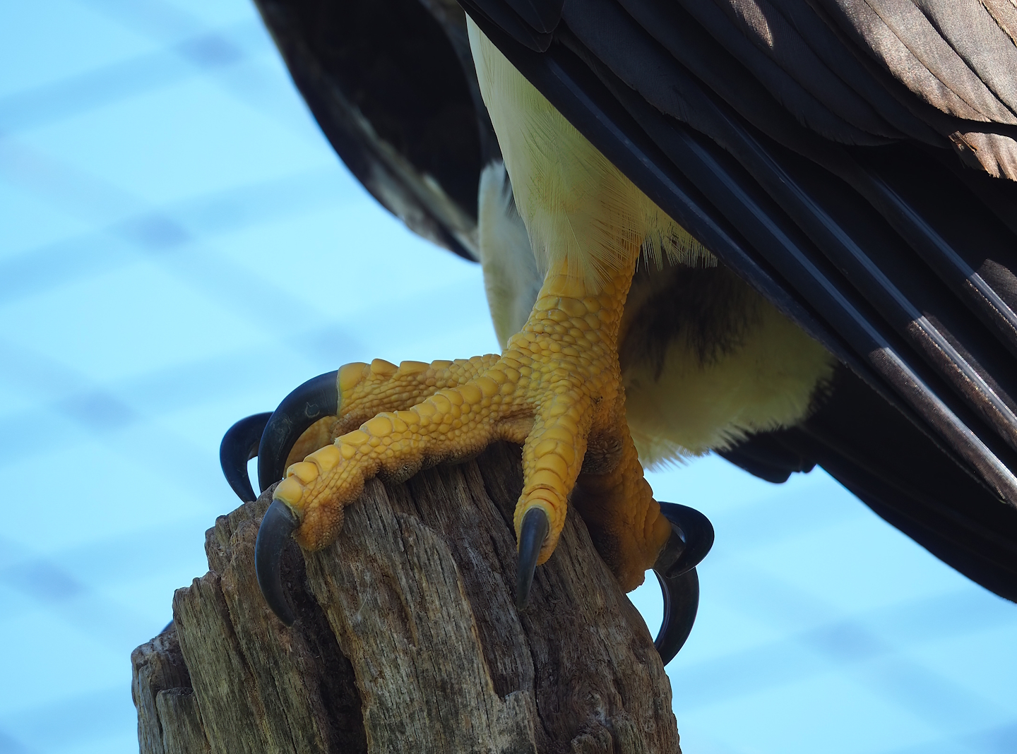 Steller's sea eagle (Haliaeetus pelagicus) foot and claws, 2023-05-31