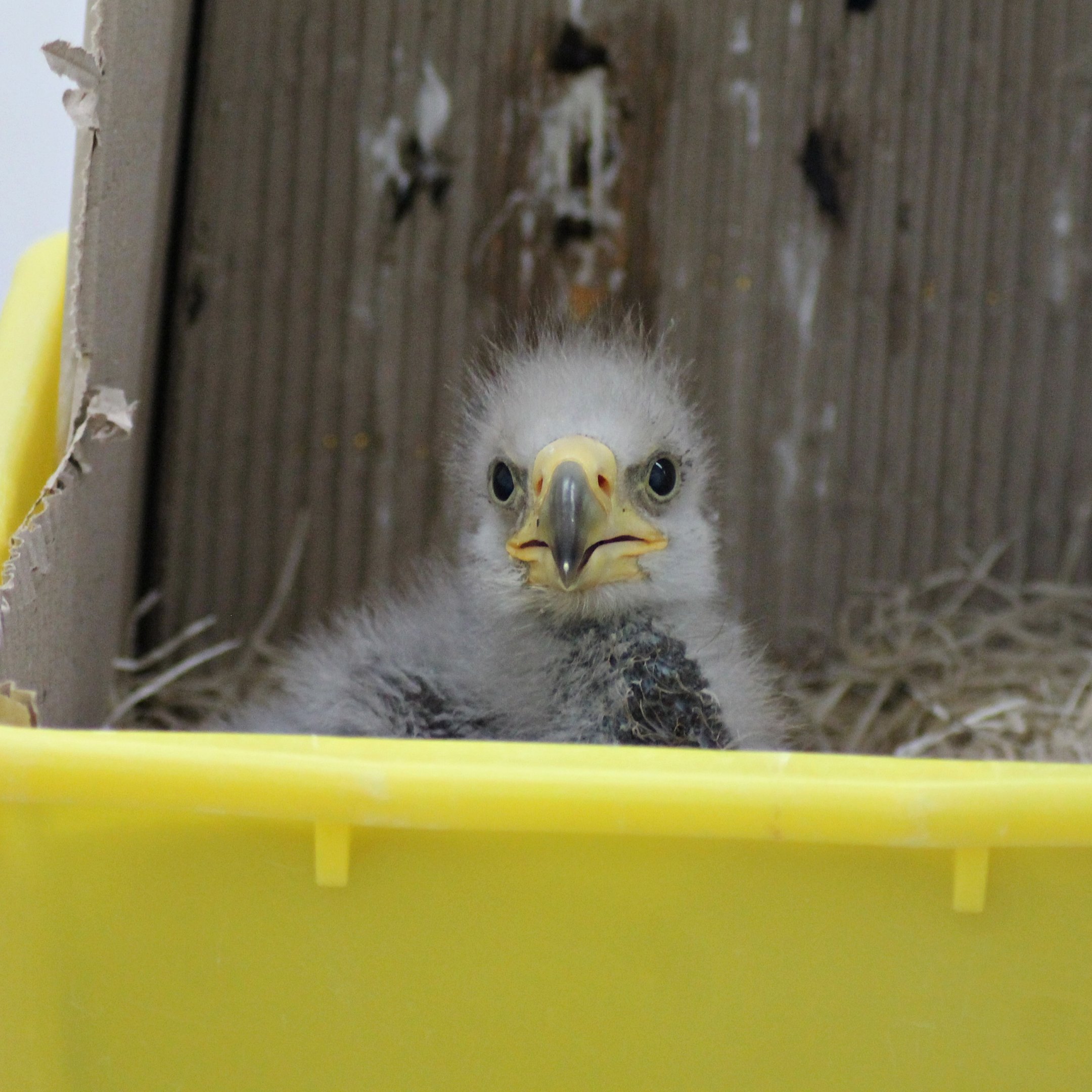 Steller's sea eagle (Haliaeetus pelagicus) hatched April 16th -19