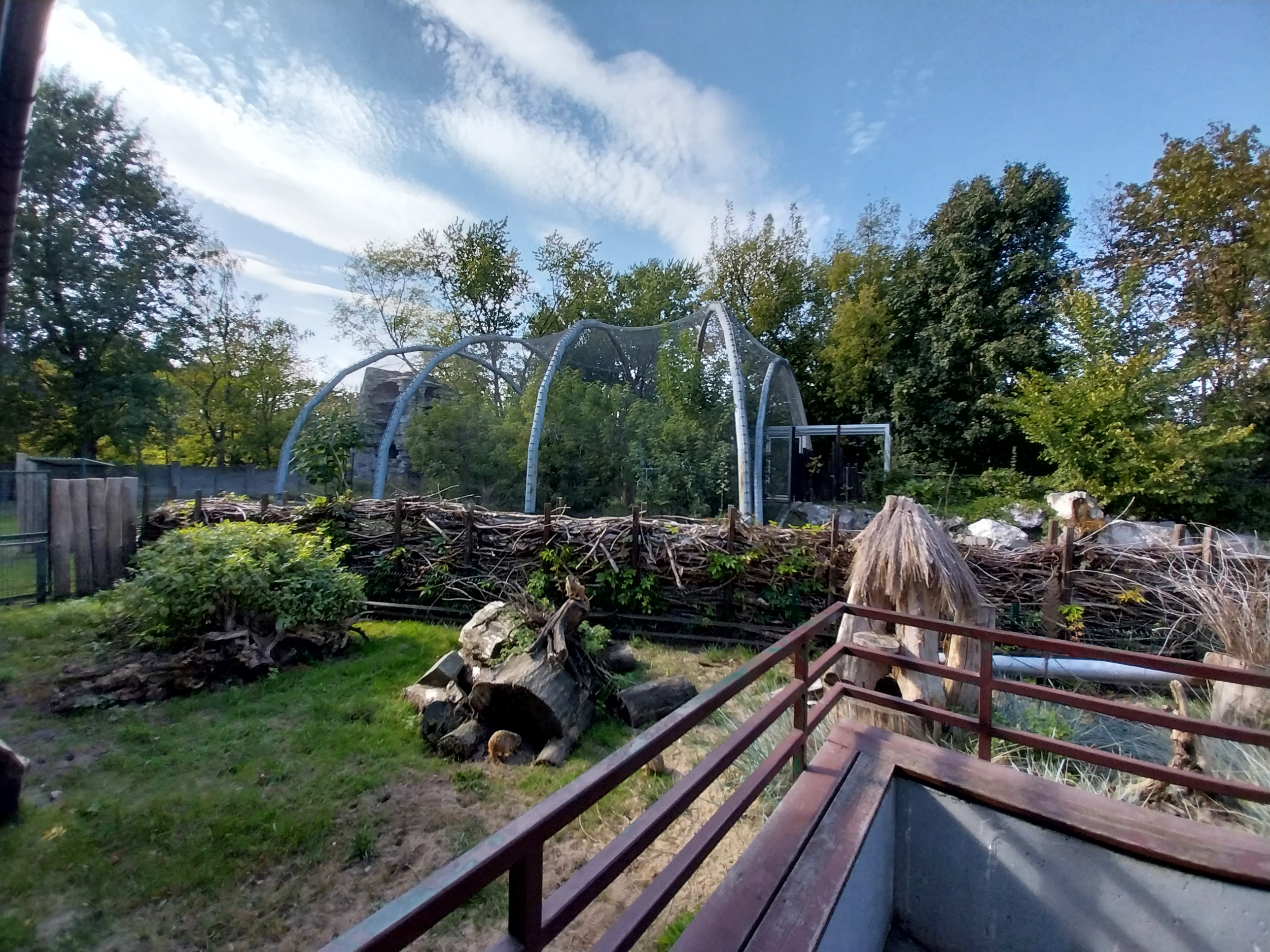 Steller's Sea Eagle (Haliaeetus pelagicus niger) aviary