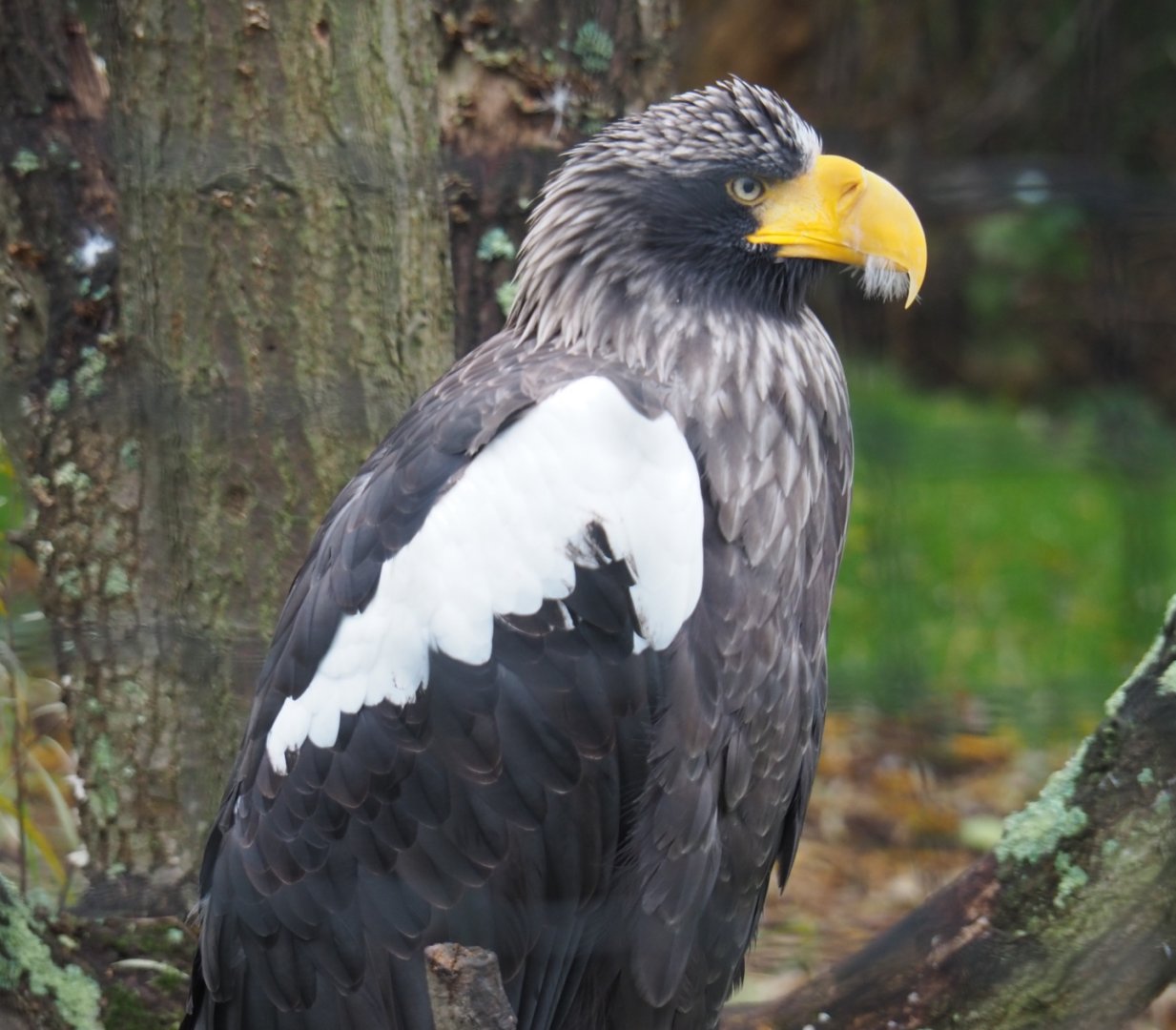 Steller's sea eagle (Haliaeetus pelagicus), Nov 10th, 2018