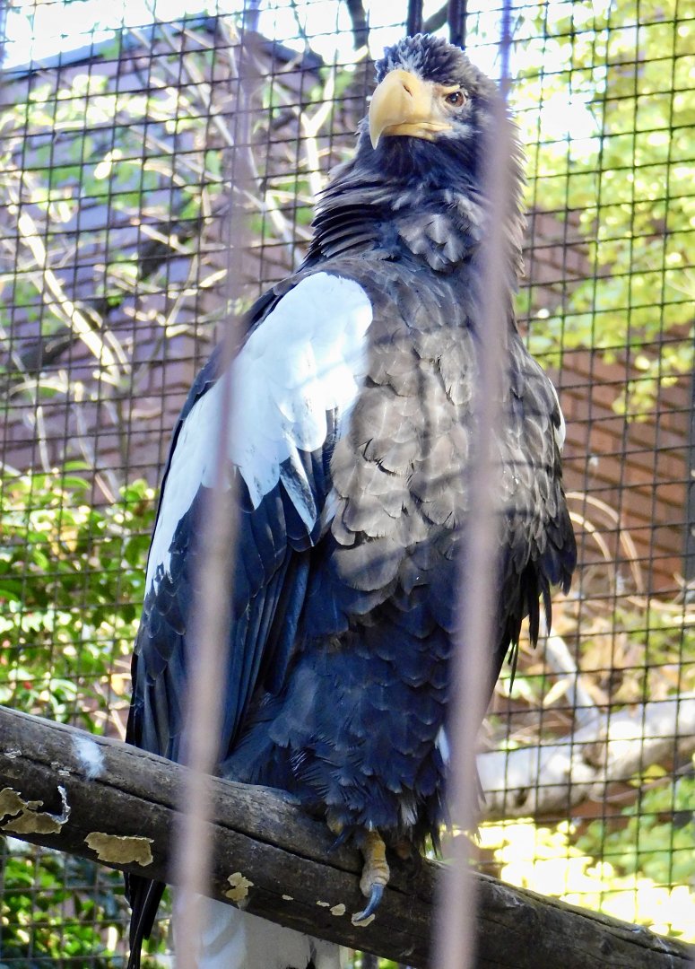 Steller's Sea Eagle (Haliaeetus pelagicus) November 29, 2025