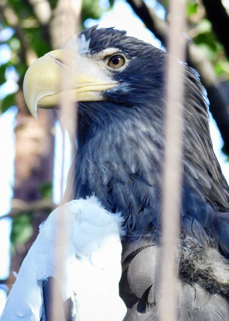 Steller's Sea Eagle (Haliaeetus pelagicus) November 29, 2025