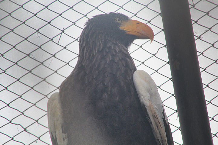 Steller's sea eagle (Haliaeetus pelagicus pelagicus)