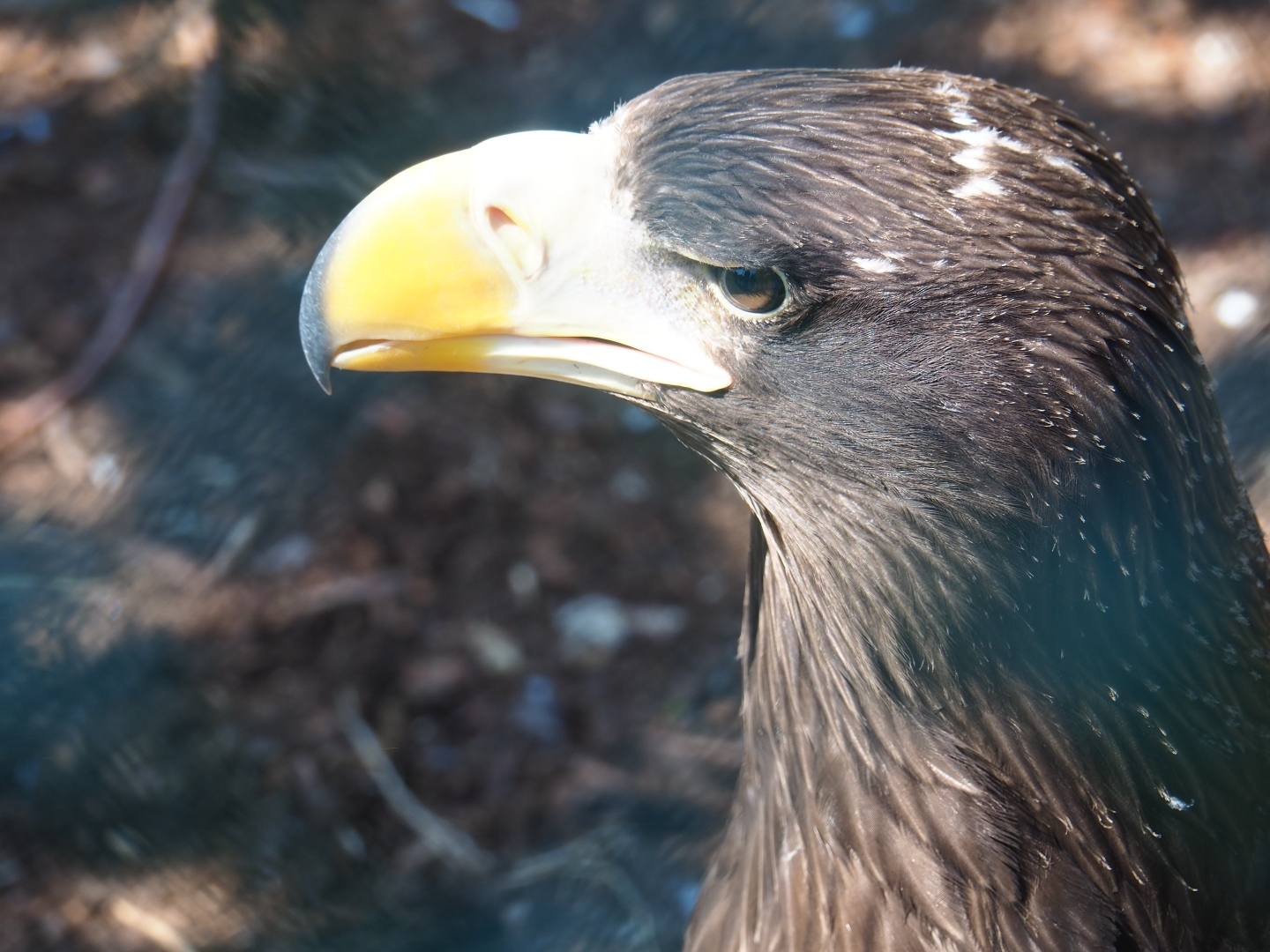 Steller's sea eagle (Haliaeetus pelagicus), Sep 2nd, 2018