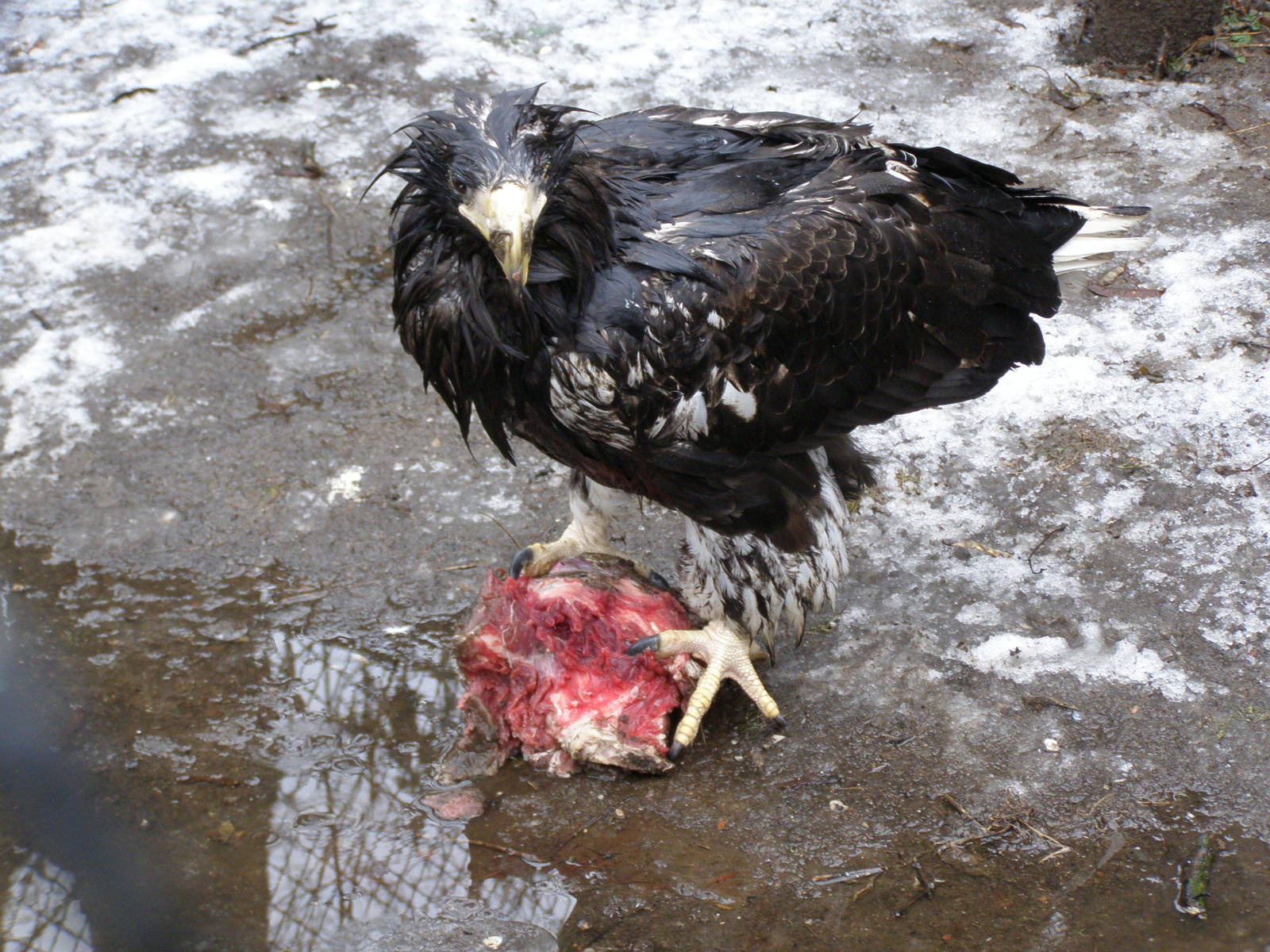 Steller's sea eagle (Haliaeetus pelagicus)