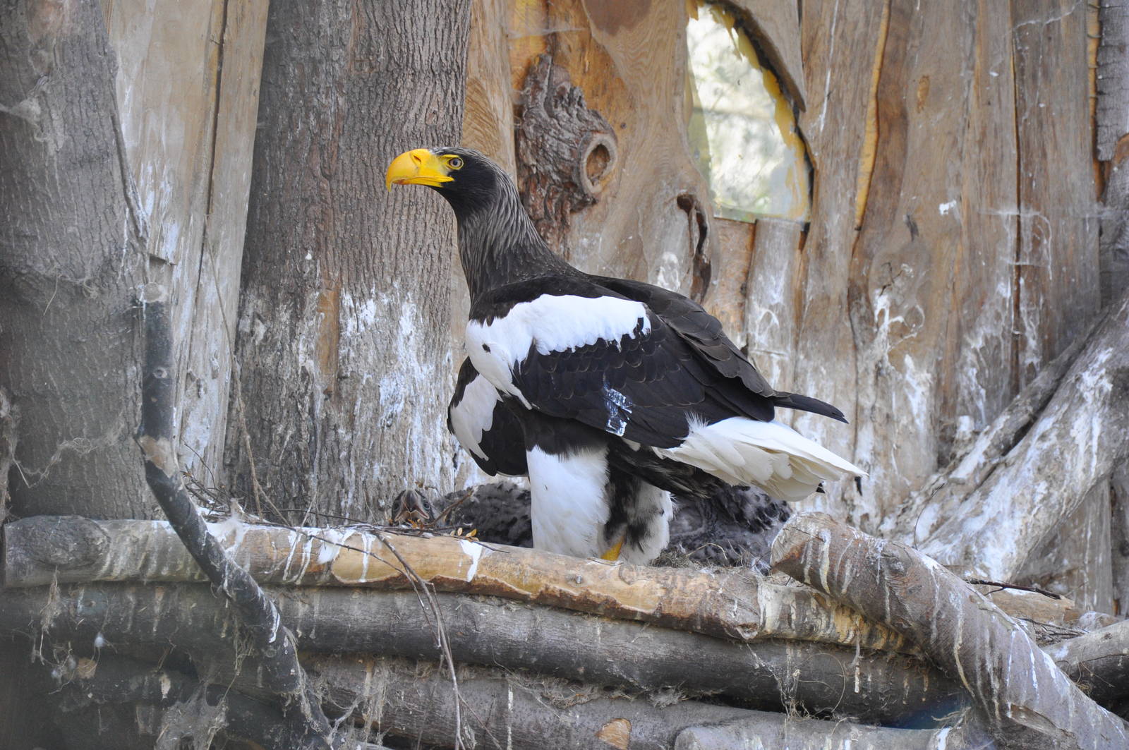 Steller's sea eagle (Haliaeetus pelagicus)