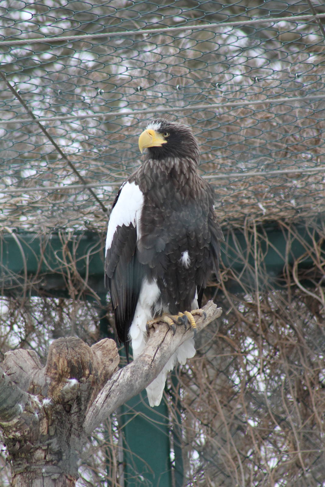 Steller's Sea Eagle (Haliaeetus pelagicus)