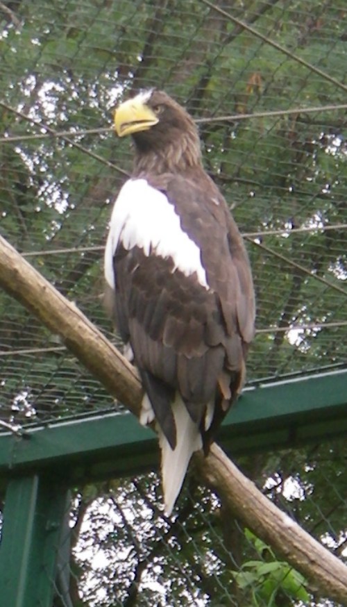 Steller's Sea Eagle (Haliaeetus pelagicus)