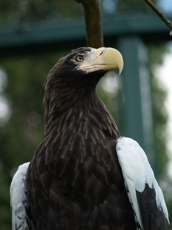 Steller's Sea Eagle (Haliaeetus pelagicus)