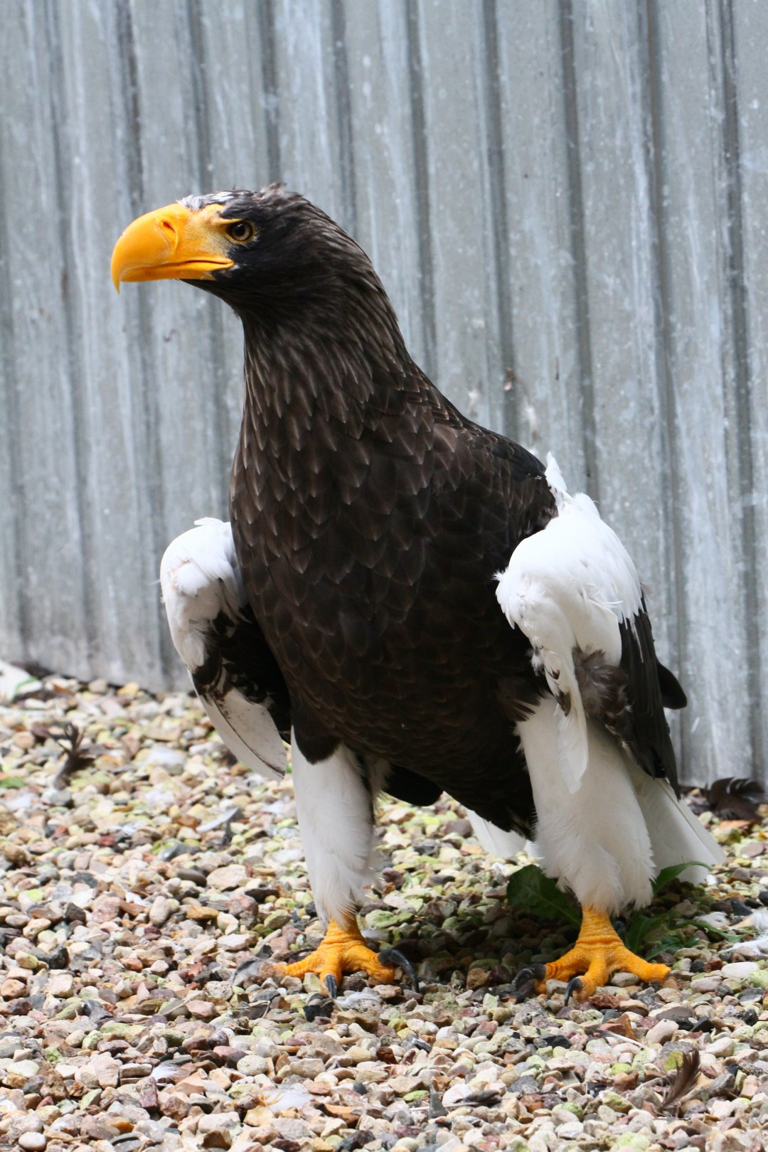 Steller's sea eagle (Haliaeetus pelagicus)