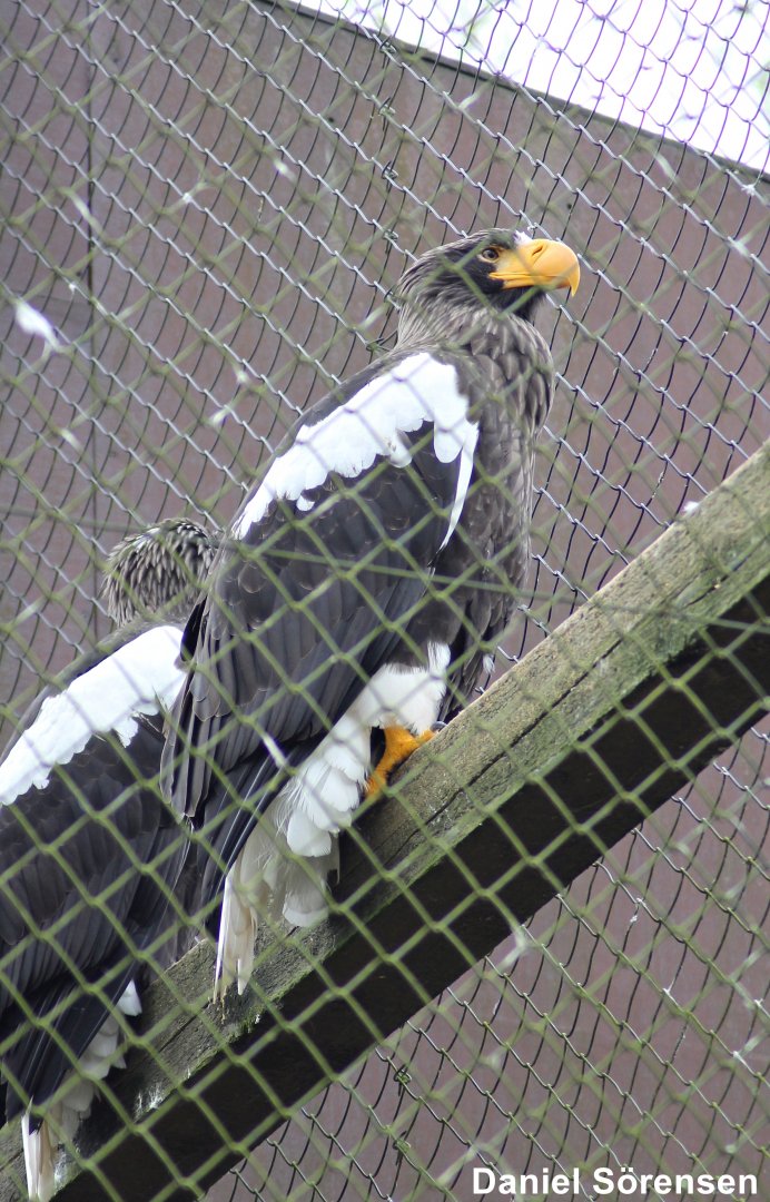 Steller's sea eagle (Haliaeetus pelagicus)