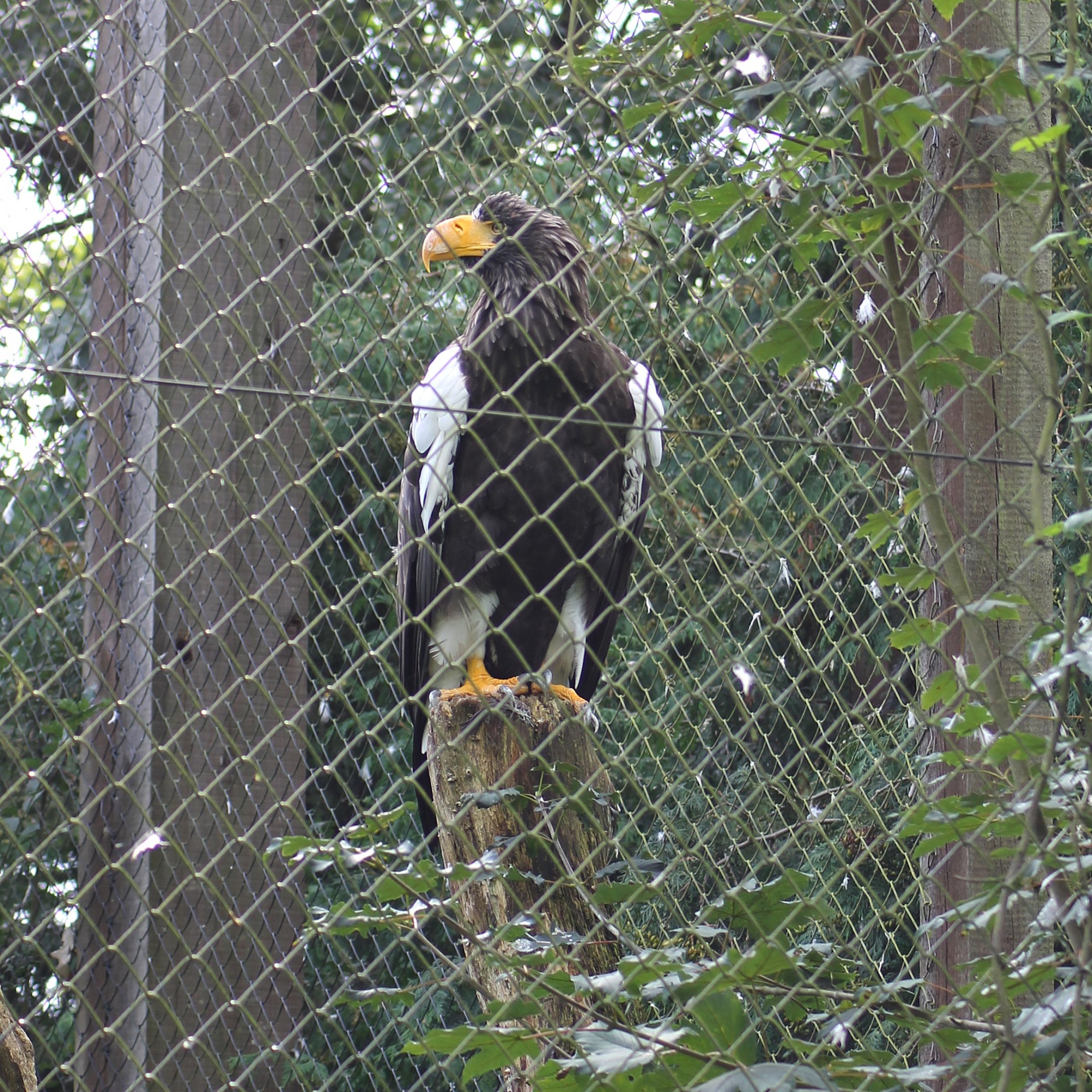 Steller's sea eagle (Haliaeetus pelagicus)