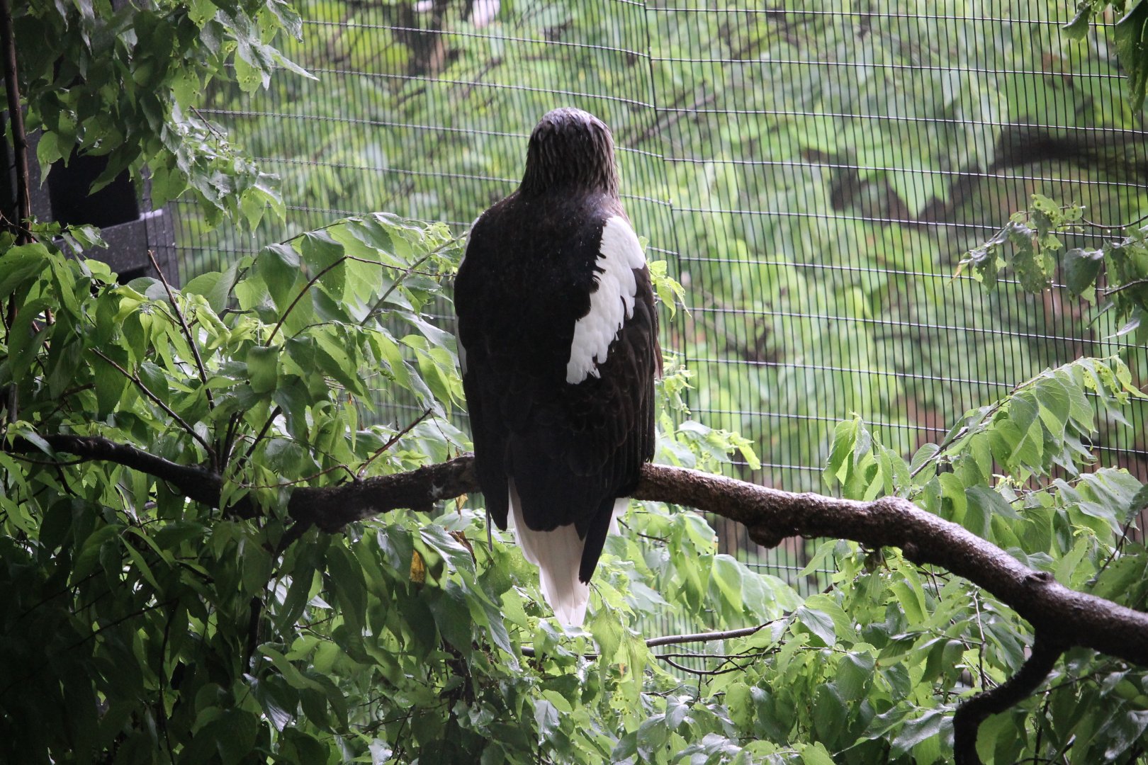 Steller’s sea eagle (Haliaeetus pelagicus)