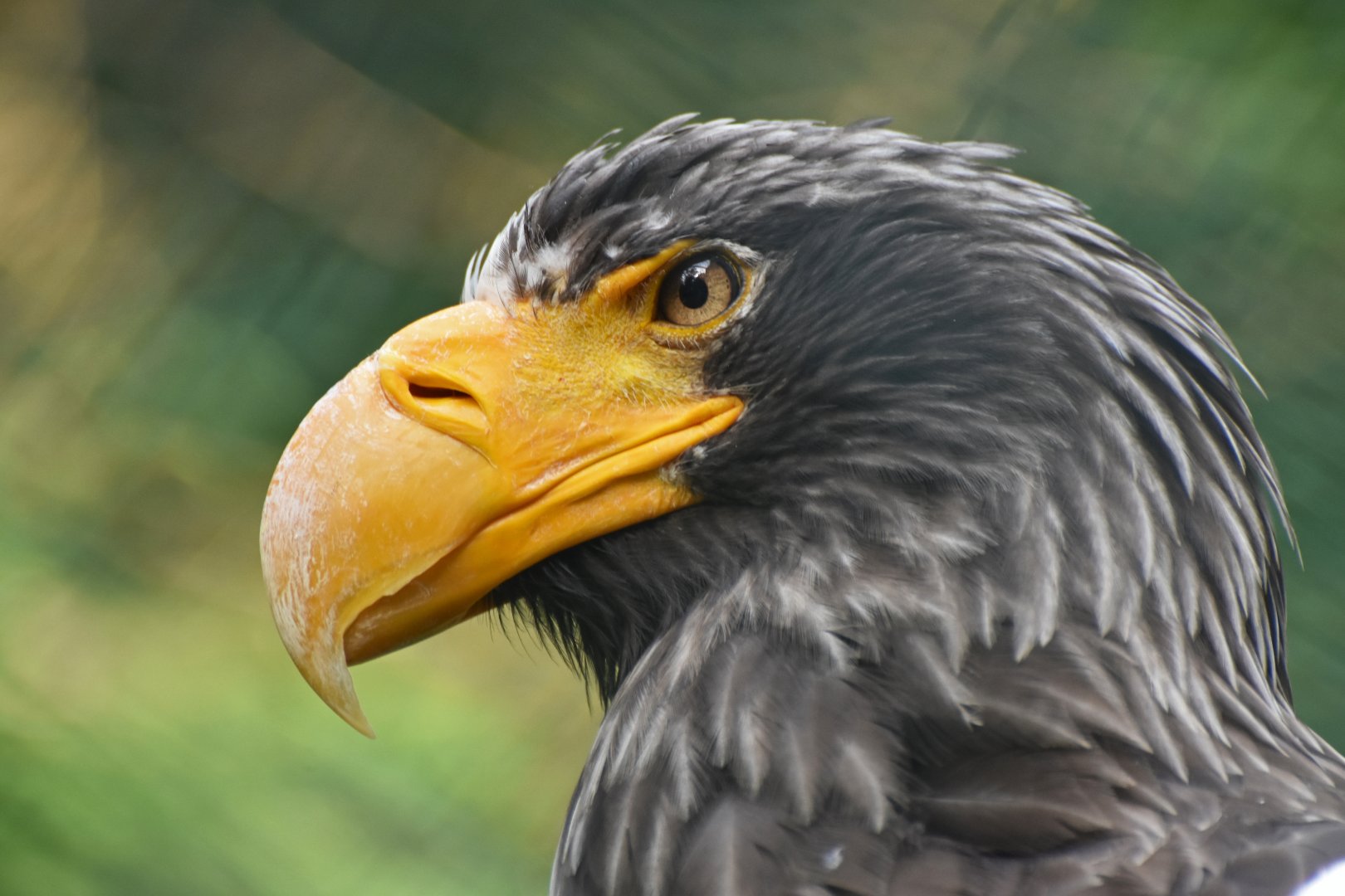 Steller's Sea-Eagle Haliaeetus pelagicus