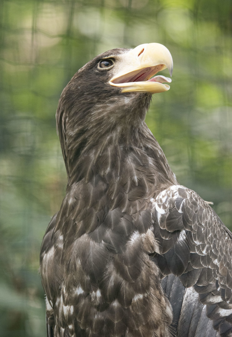 Steller's sea eagle (Haliaeetus pelagicus)