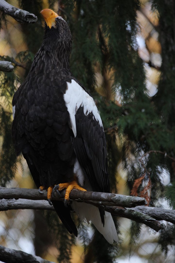 Steller's sea eagle/Haliaeetus pelagicus