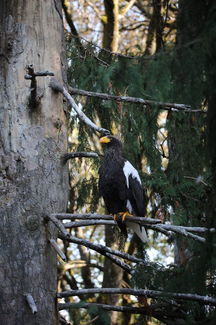 Steller's sea eagle/Haliaeetus pelagicus