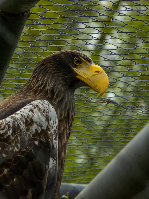 Steller's sea eagle (Haliaeetus pelagicus)