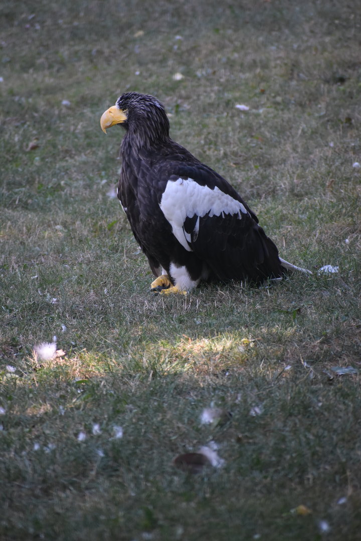 Steller's Sea Eagle - Haliaeetus pelagicus