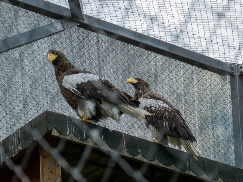 Steller's sea eagle (Haliaeetus pelagicus)