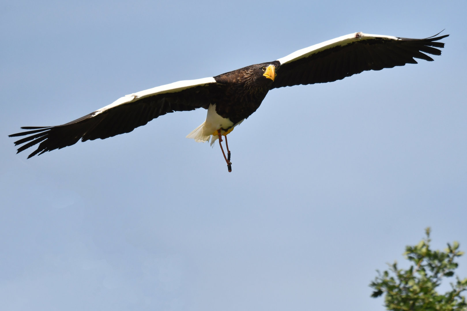 Steller's Sea-Eagle Haliaeetus pelagicus