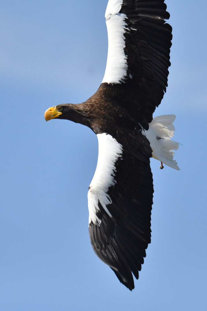 Steller's Sea-Eagle Haliaeetus pelagicus