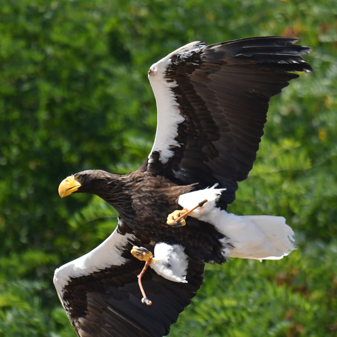 Steller's Sea-Eagle Haliaeetus pelagicus