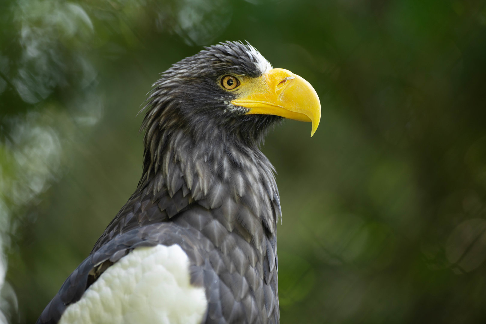 Steller's sea eagle (Haliaeetus pelagicus)
