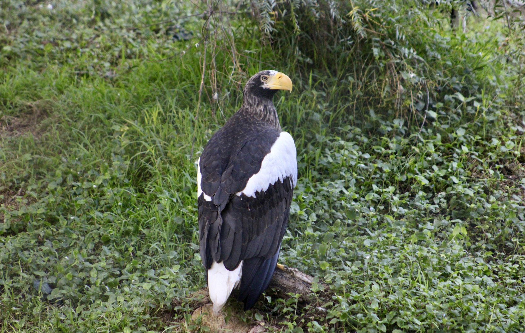 Steller's Sea Eagle (Haliaeetus pelagicus)