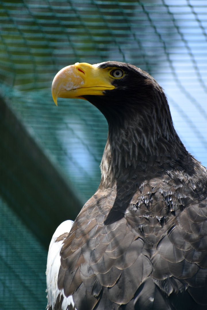 Steller's Sea Eagle - Haliaeetus pelagicus