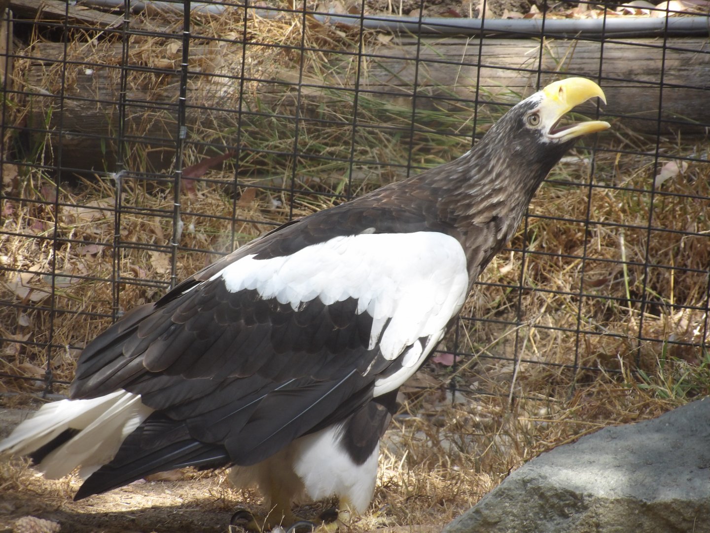 Steller's Sea Eagle(Haliaeetus pelagicus)