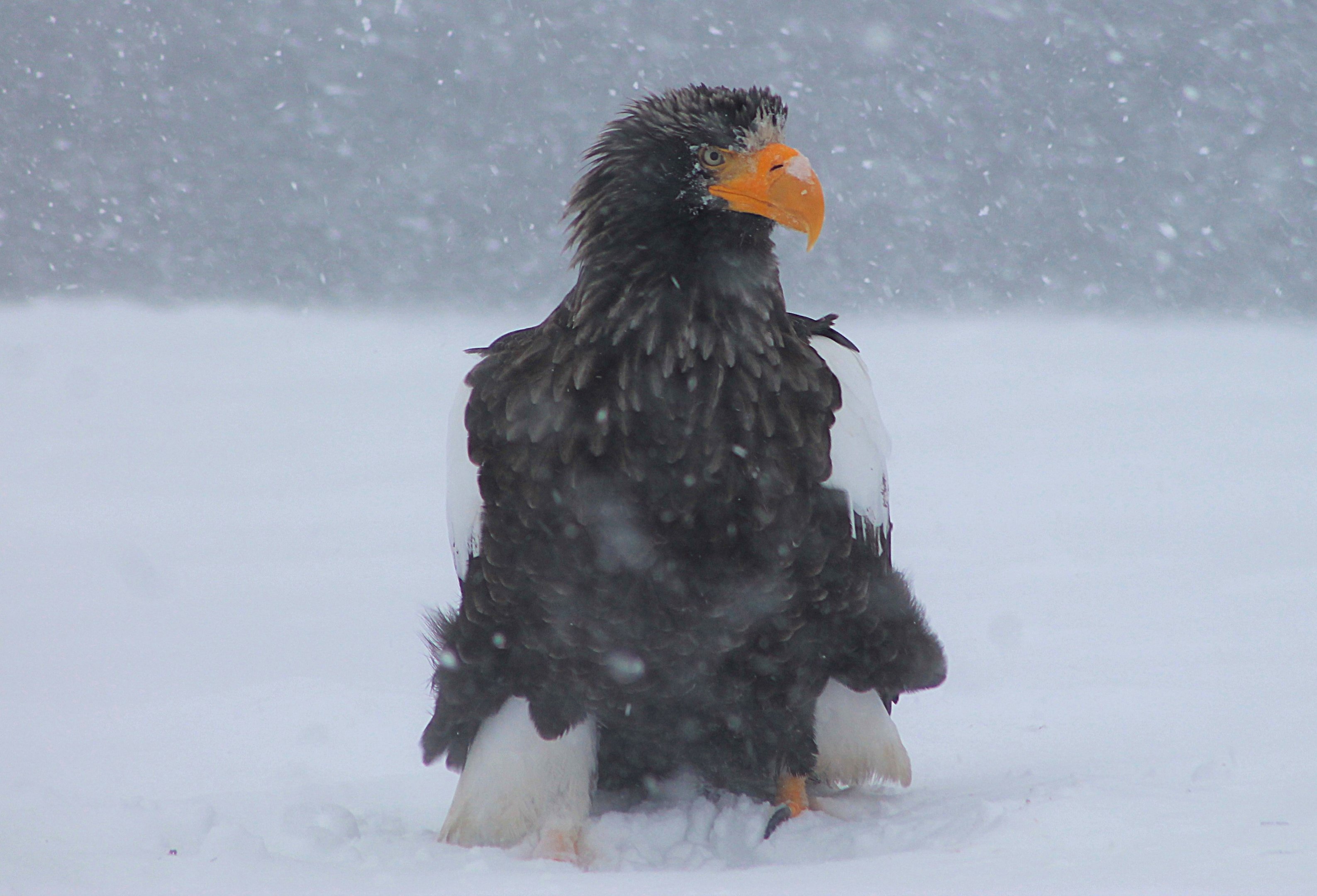 Steller's Sea Eagle (Haliaeetus pelagicus)