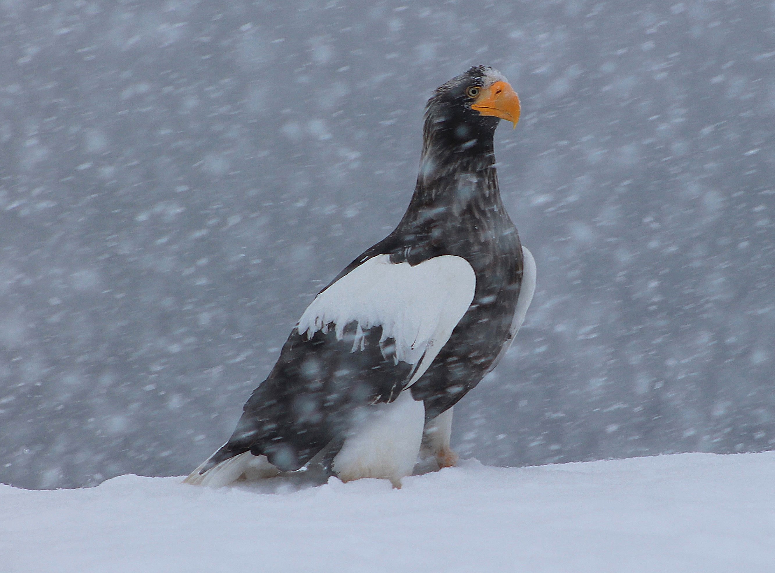 Steller's Sea Eagle (Haliaeetus pelagicus)